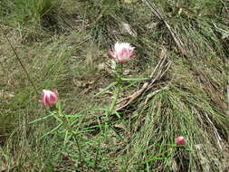 Image of Coronidium waddelliae (J. H. Willis) Paul G. Wilson