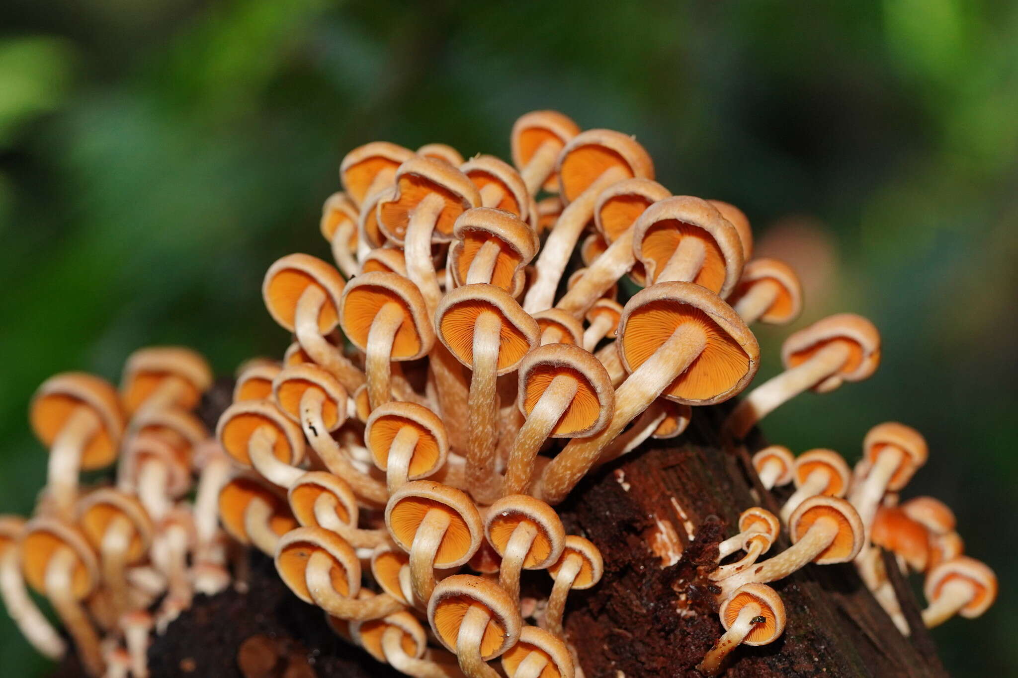 Image of Hypholoma fasciculare var. armeniacum (Y. S. Chang & A. K. Mills) Y. S. Chang, A. K. Mills, G. M. Gates & Ratkowsky