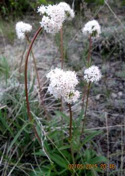 Image of Valeriana dioscoridis Sibth. & Sm.