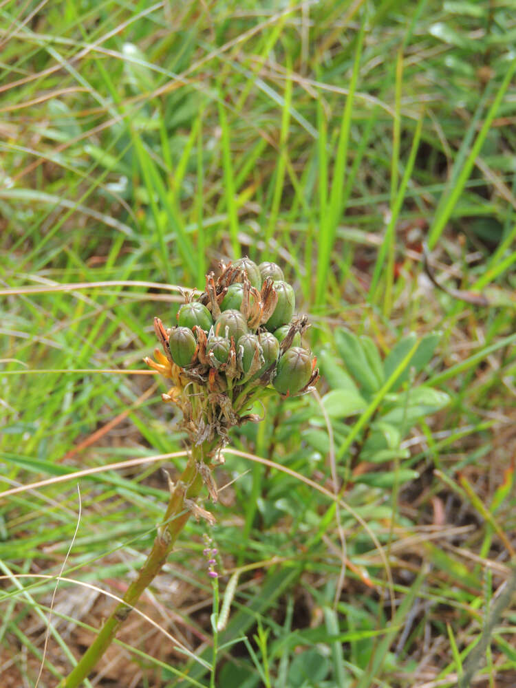 Image de Aloe linearifolia A. Berger