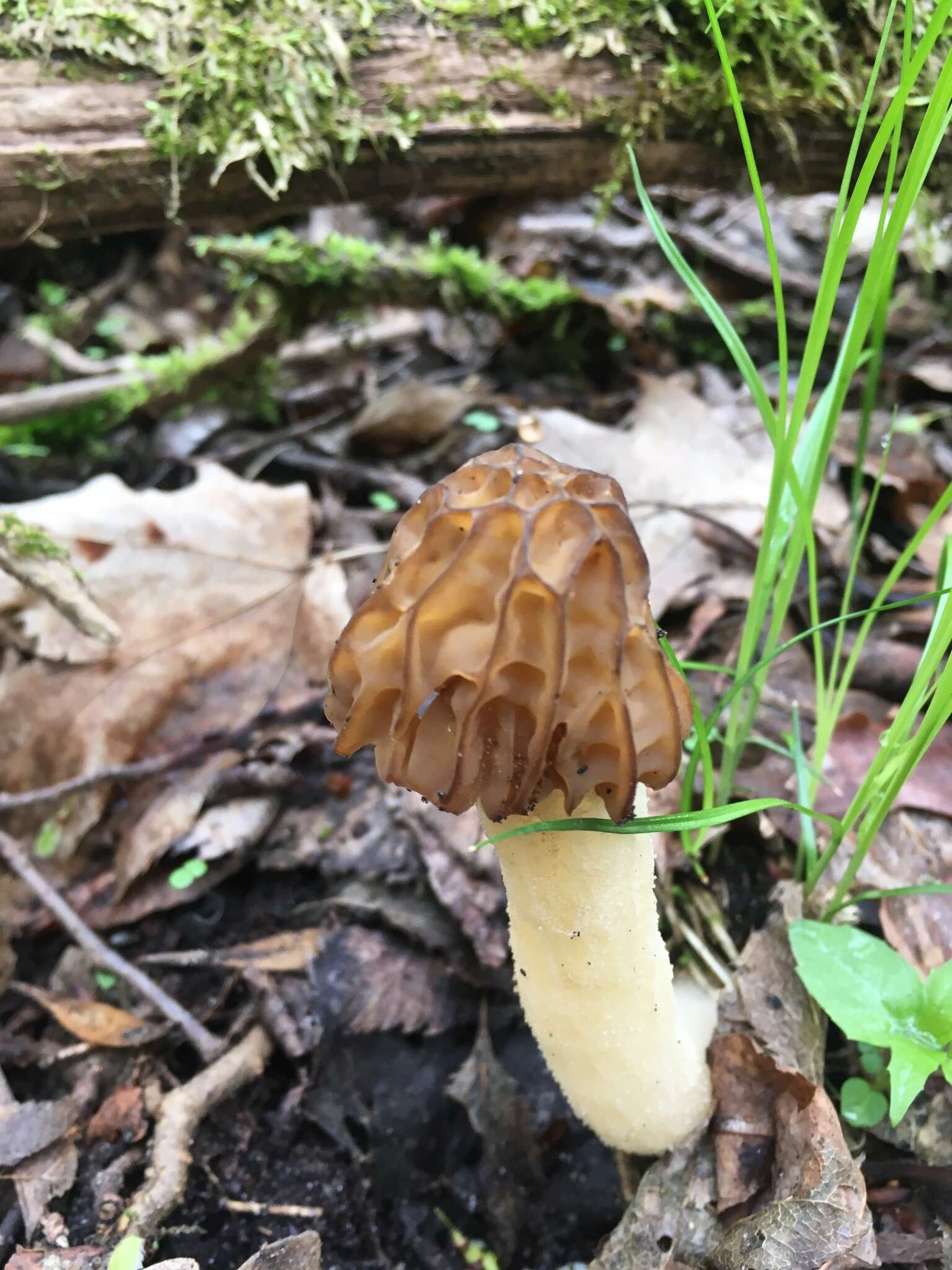 Image of Morchella punctipes Peck 1903