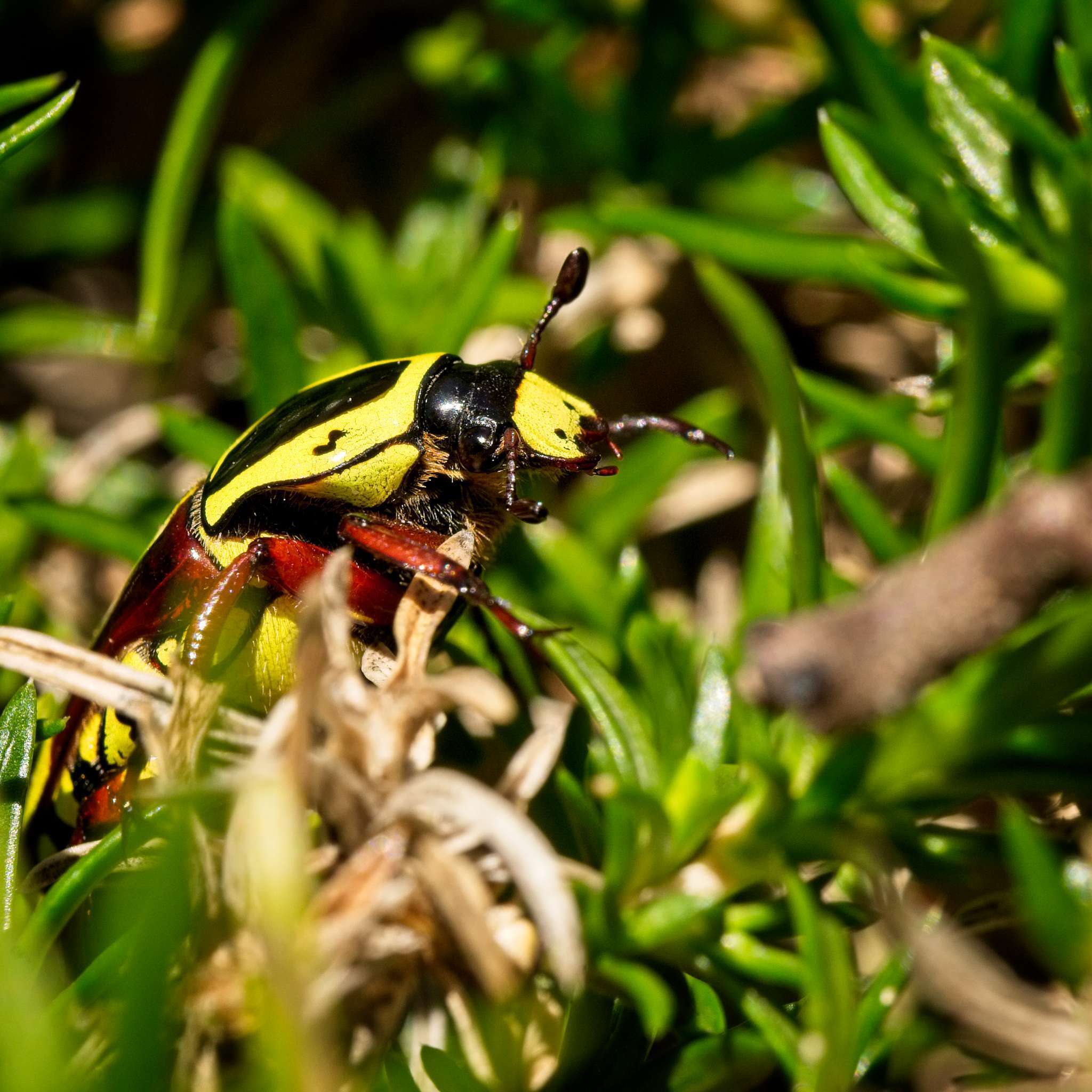 Image of Fiddler Beetle