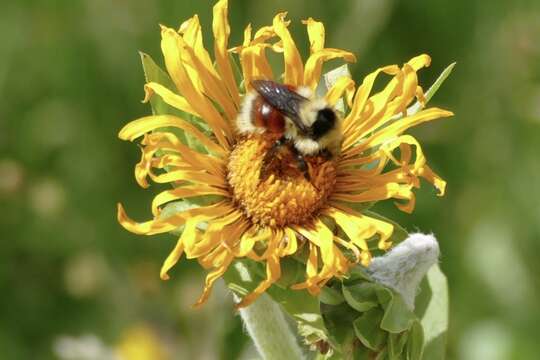 Image of Forest Bumble Bee