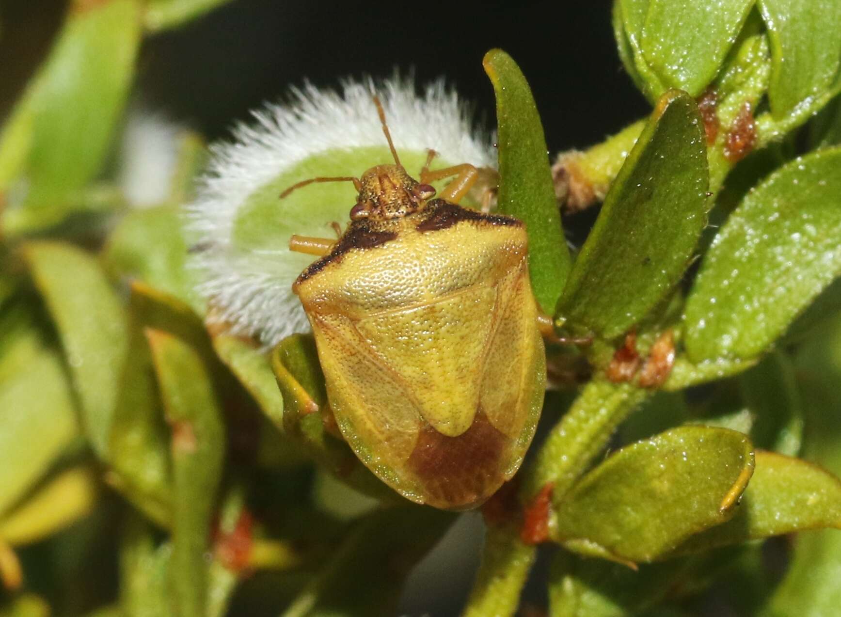 Image of Dendrocoris contaminatus Uhler 1897