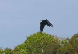 Imagem de Corvus frugilegus Linnaeus 1758