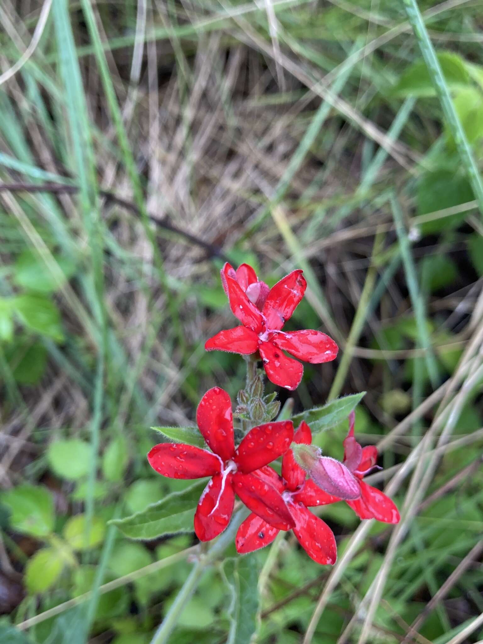 Image of Oxypetalum coccineum Griseb.