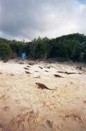 Image of Allen Cays Rock Iguanas