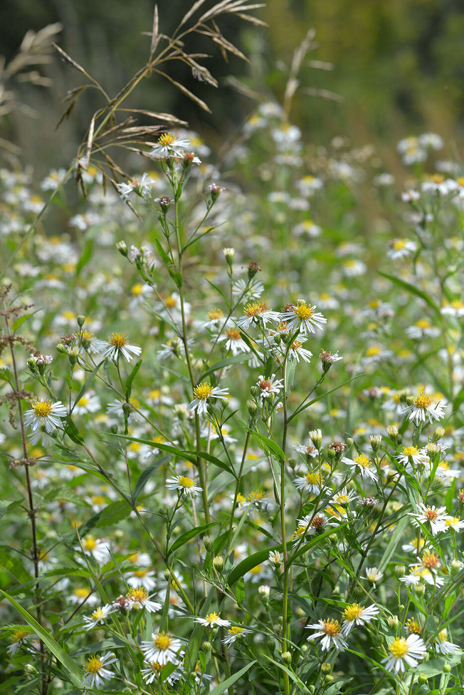 Image de Symphyotrichum salignum (Willd.) G. L. Nesom