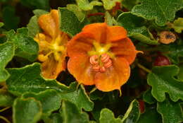 Image of Pine Hill flannelbush