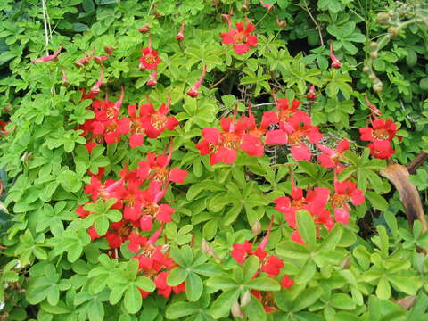 Tropaeolum speciosum Poepp. & Endl. resmi