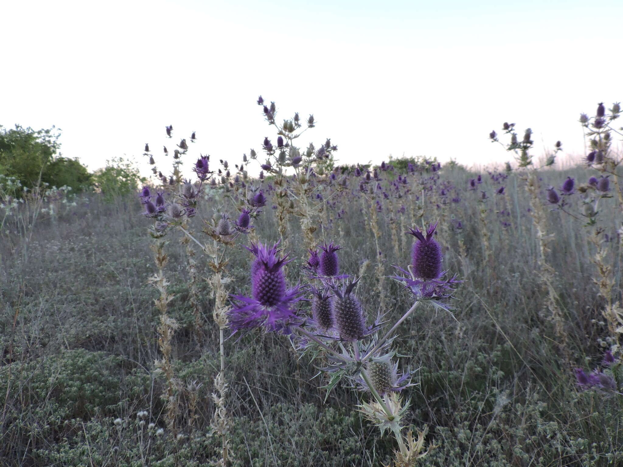 Image of Leavenworth's eryngo