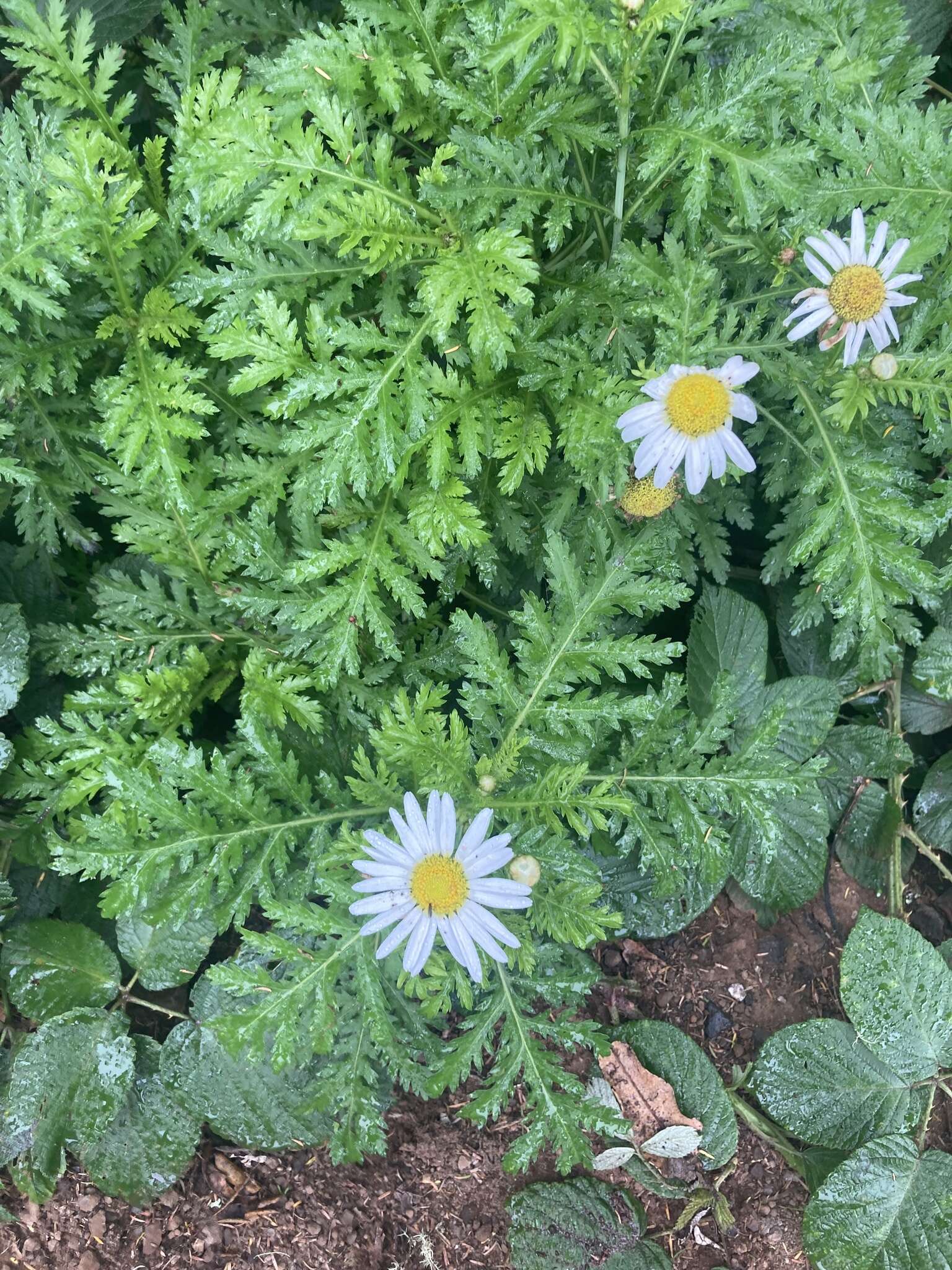 Plancia ëd Argyranthemum broussonetii (Pers.) C. J. Humphries