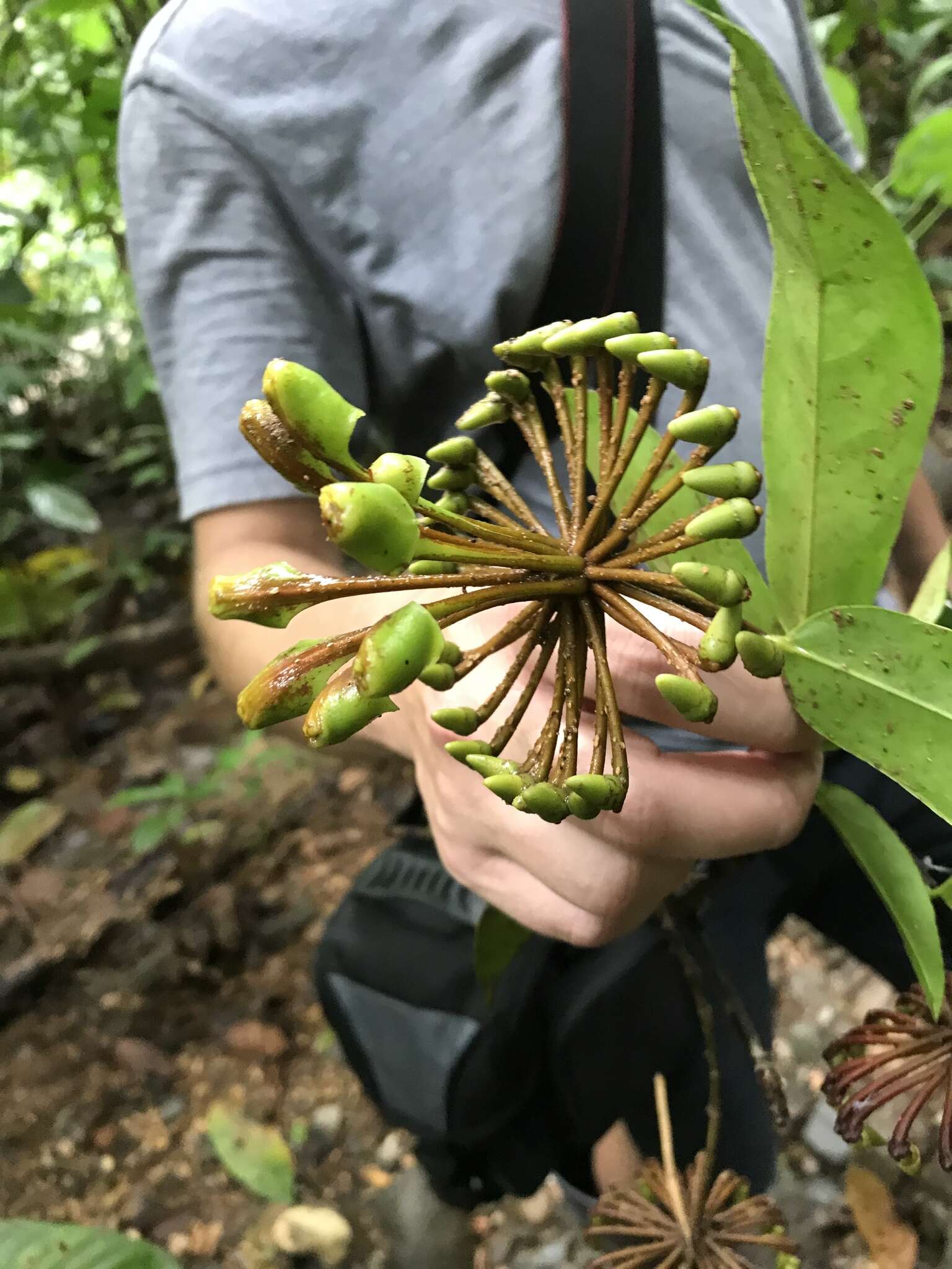 Image of Marcgravia nepenthoides Seem.