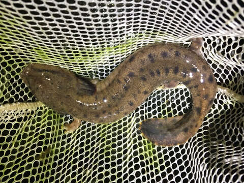 Image of Mudpuppies and Waterdogs