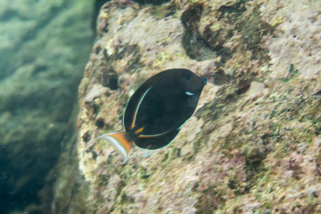 Image of Achilles Tang