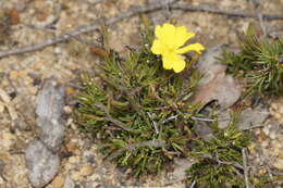 Image of Hibbertia gracilipes Benth.