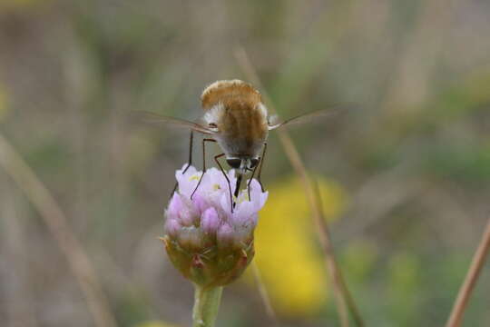 Image of Heath bee-fly