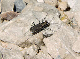 Plancia ëd Cicindela (Cicindelidia) rufiventris rufiventris Dejean 1825