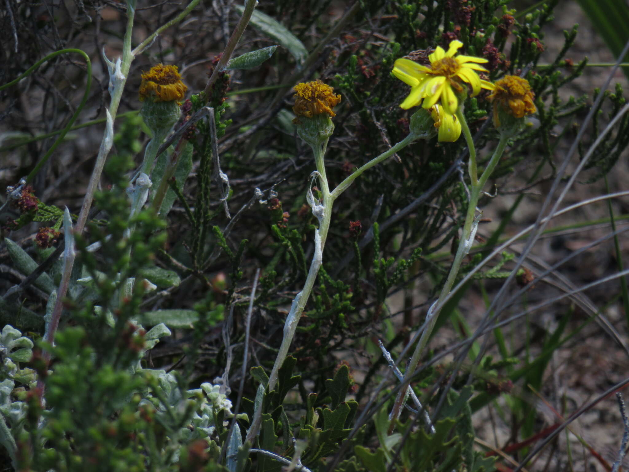 Plancia ëd Senecio arniciflorus DC.