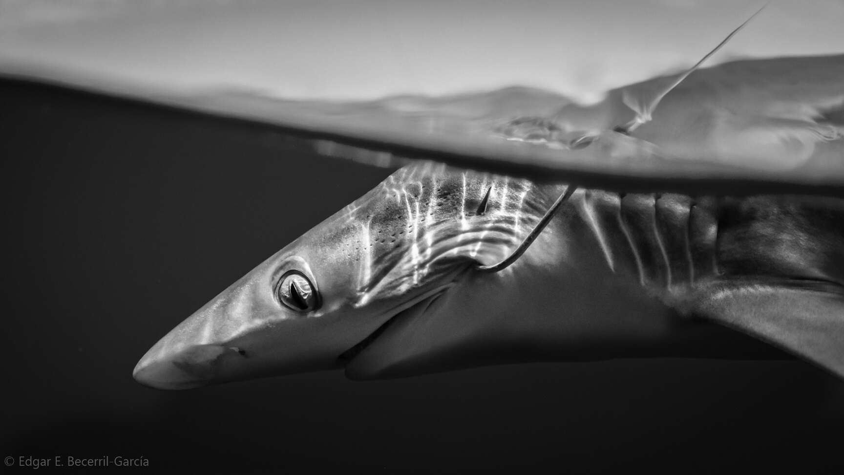 Image of Pacific Sharpnose Shark