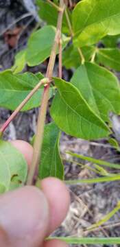 Sivun Desmodium fernaldii B. G. Schub. kuva