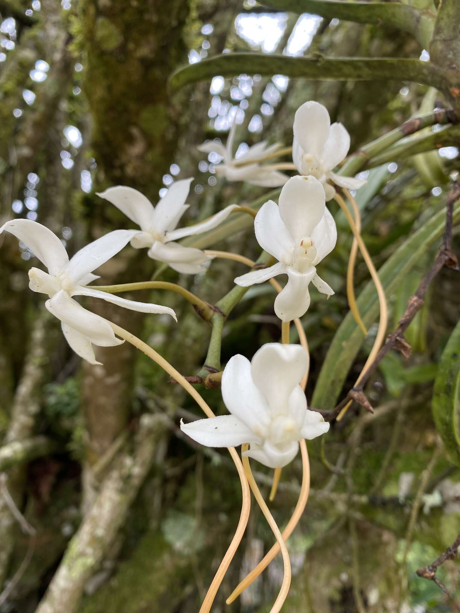 Image of Aerangis thomsonii (Rolfe) Schltr.