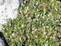 Image de Olearia avicenniifolia (Raoul) Hook. fil.