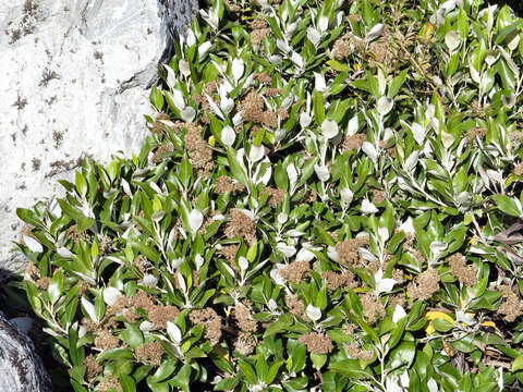 Image of Olearia avicenniifolia (Raoul) Hook. fil.