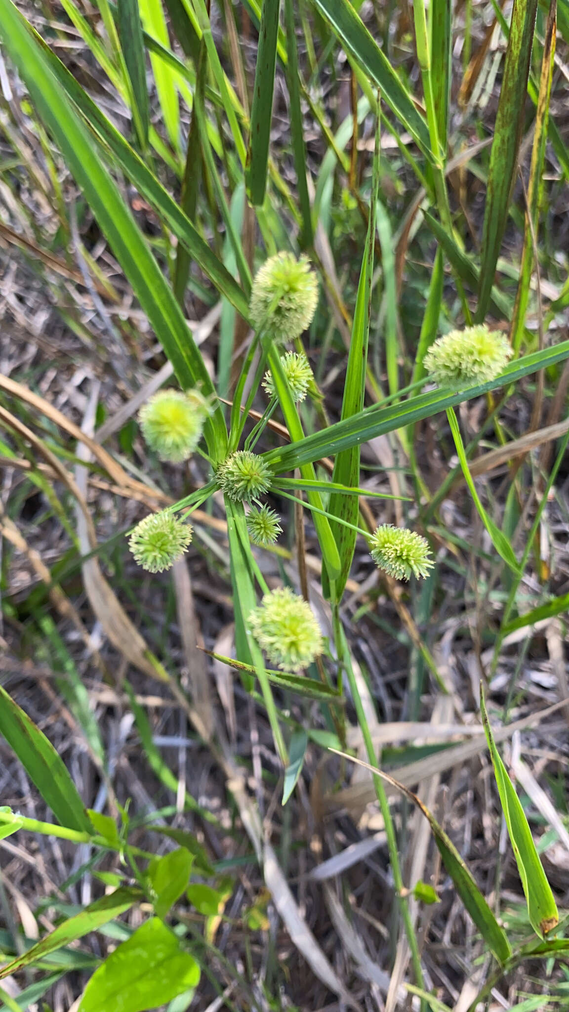 Image of ovateleaf flatsedge