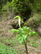 Image of arisaema