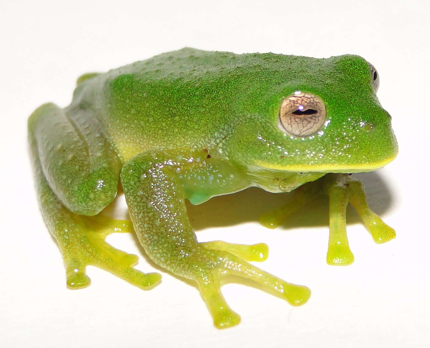 Image of Condor Glassfrog