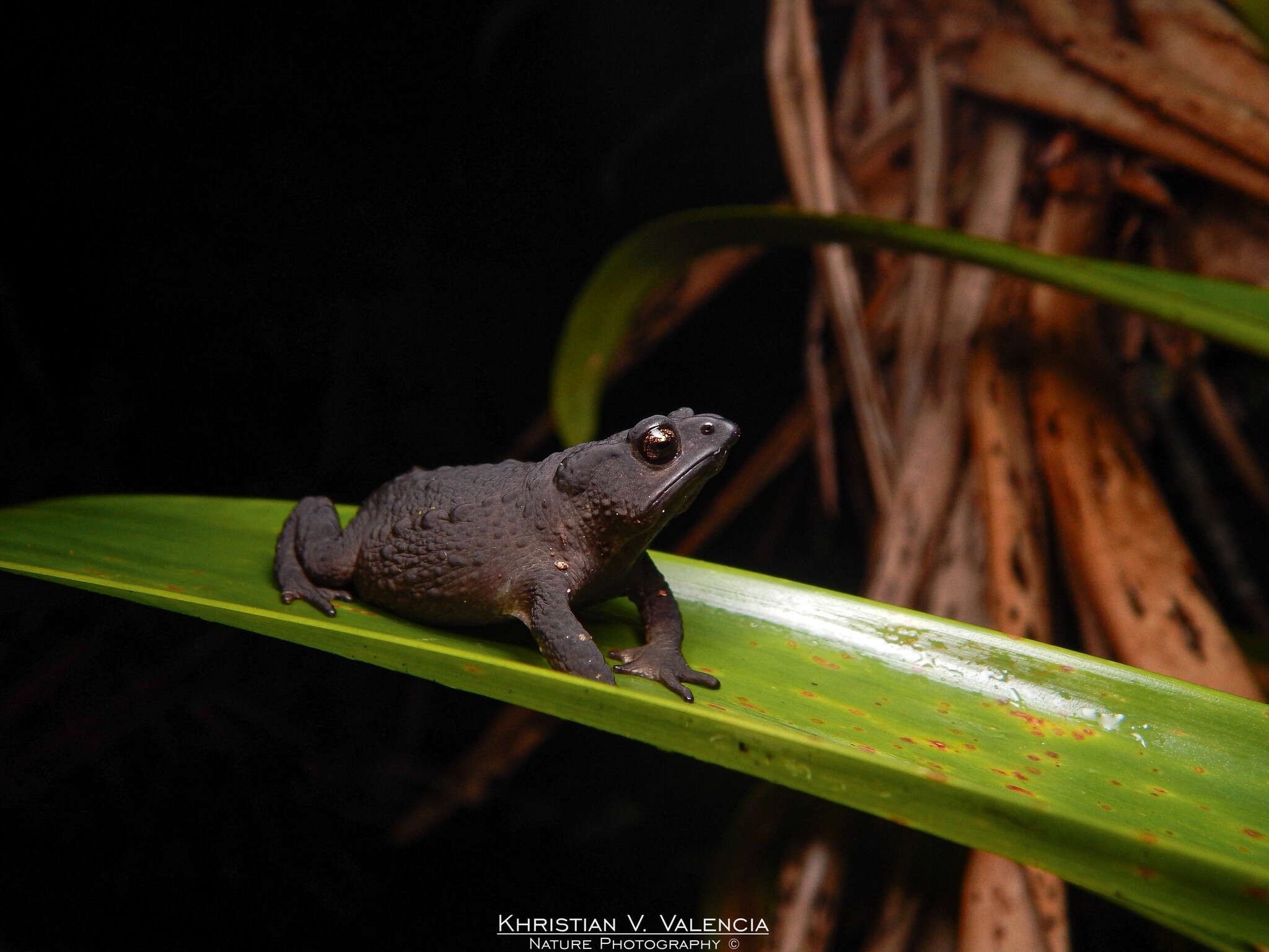 Rhinella nicefori (Cochran & Goin 1970) resmi