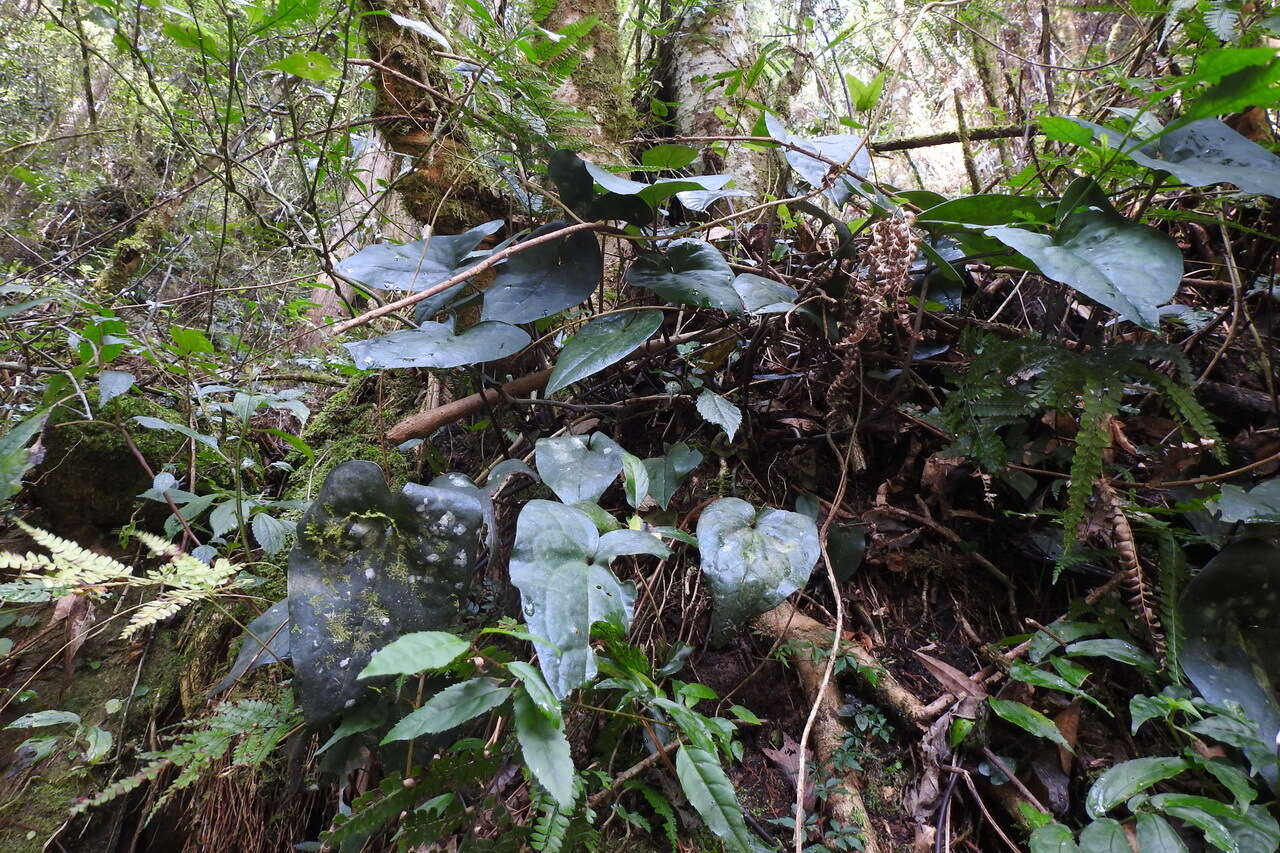 Image of Asarum hypogynum Hayata