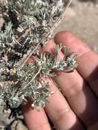 Image of little sagebrush