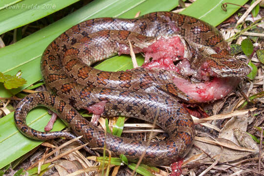 Image of Lampropeltis calligaster occipitolineata Price 1987