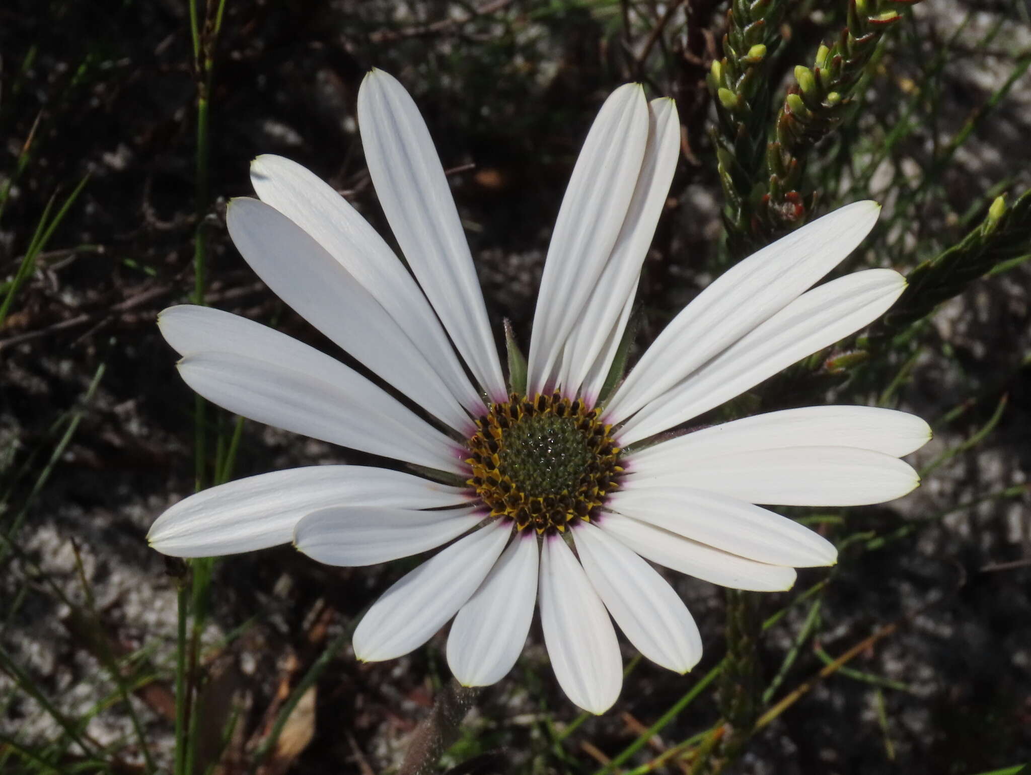 Image of Dimorphotheca nudicaulis (L.) DC.