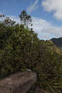 Image of Veronica corriganii (Carse) Garn.-Jones