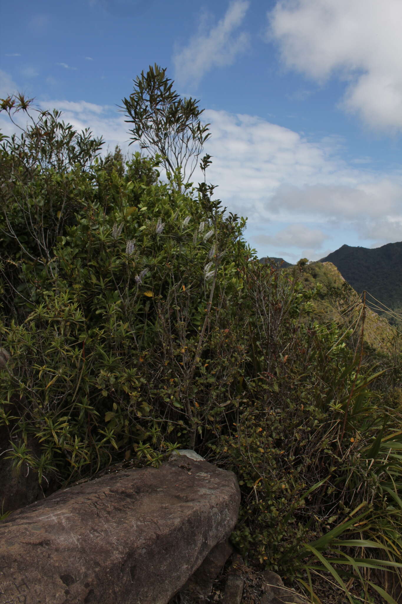 Image of Veronica corriganii (Carse) Garn.-Jones