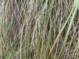 Image de Calamagrostis cainii Hitchc.