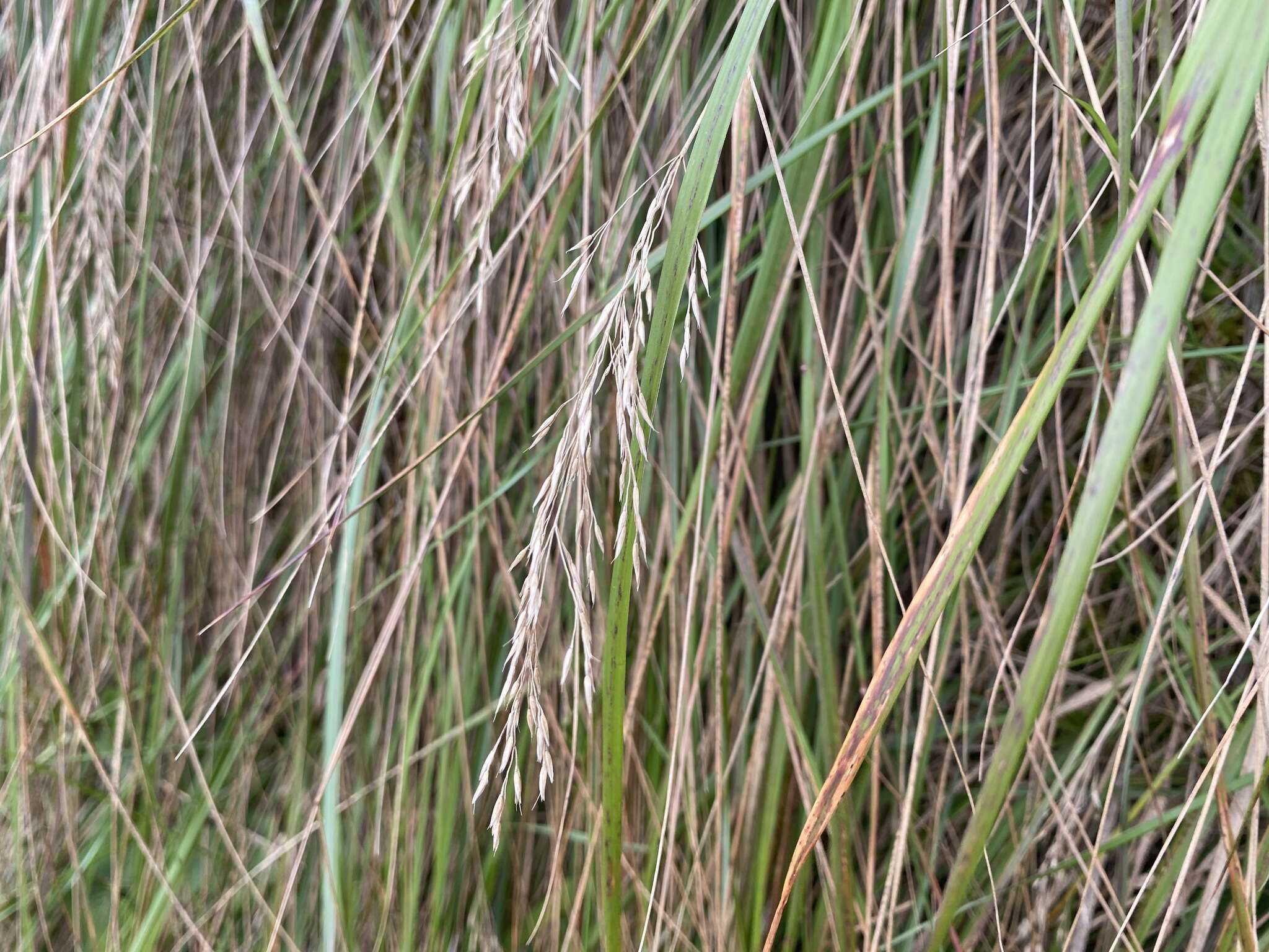 Image de Calamagrostis cainii Hitchc.