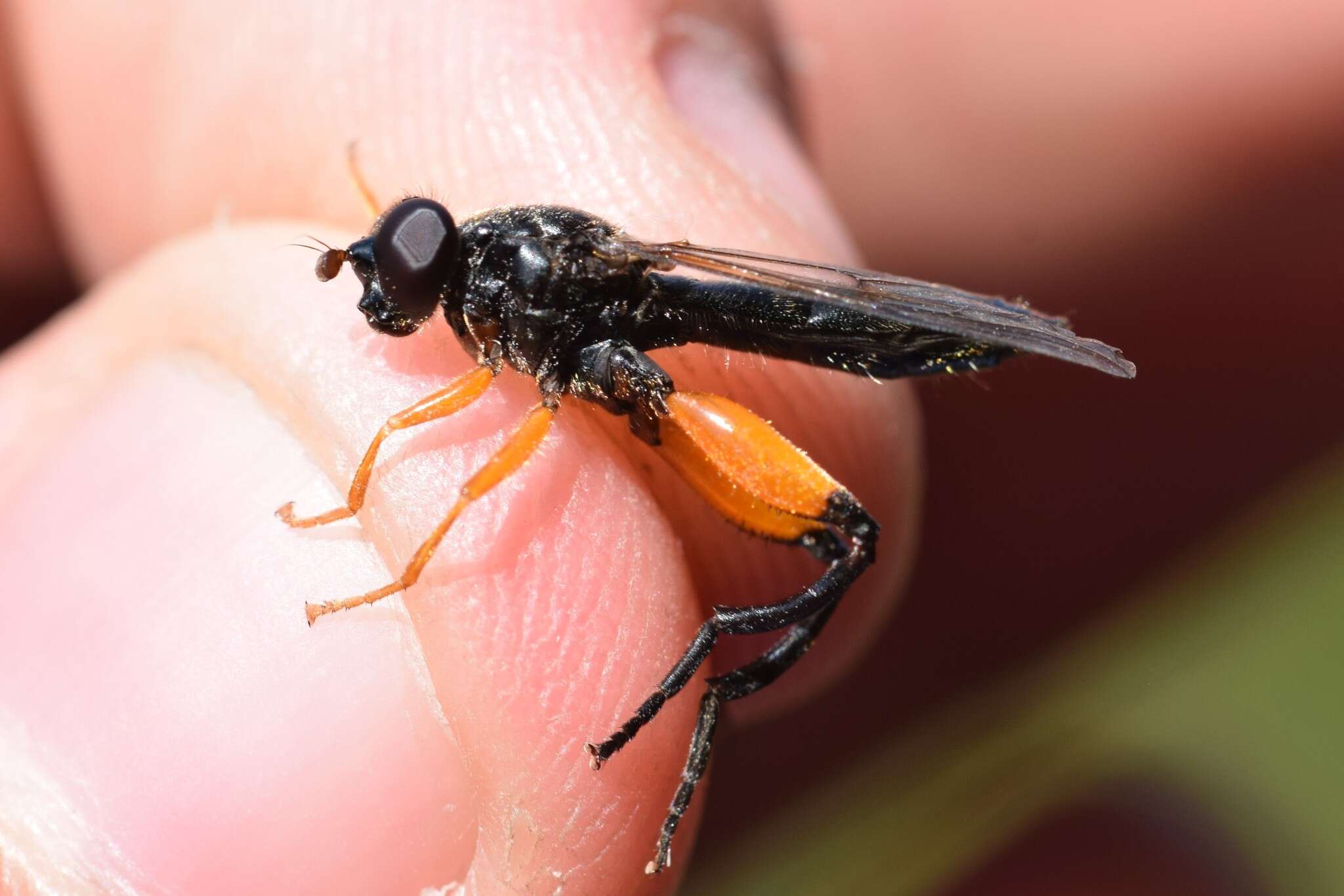 Image of Chalcosyrphus plesia (Curran 1925)