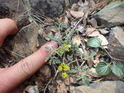 Image of Mt. Hamilton desertparsley