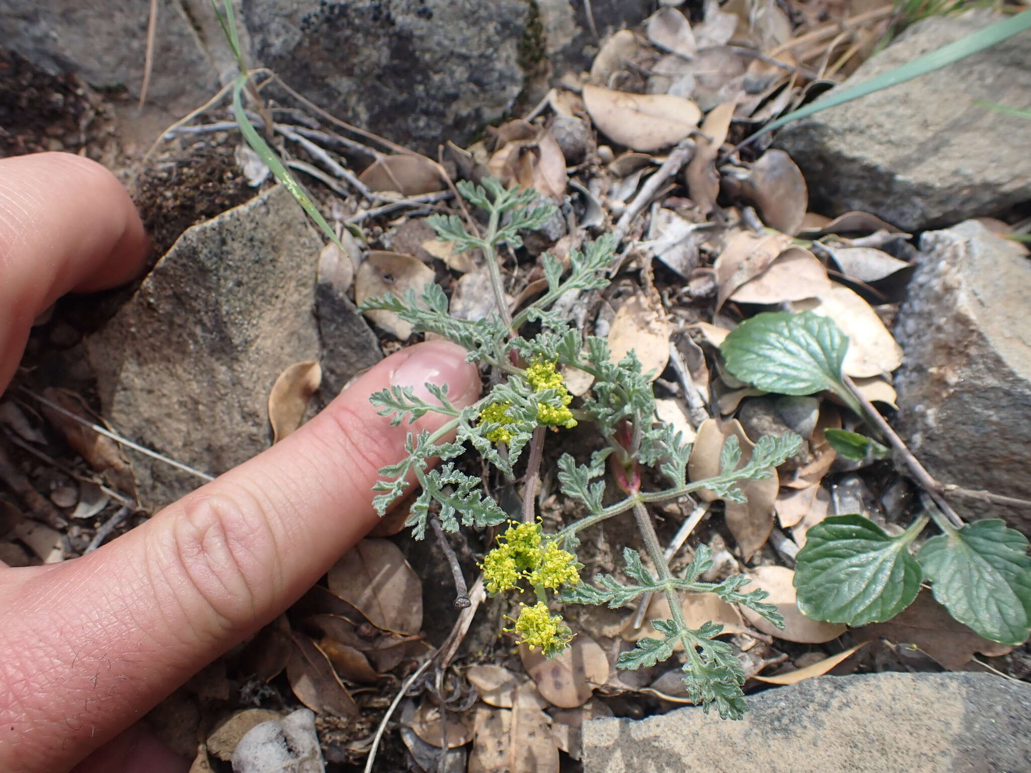 Imagem de Lomatium observatorium L. Constance & B. Ertter