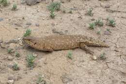 Image of Gidgee Skink