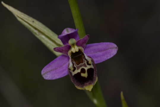 Image of Ophrys fuciflora subsp. elatior (Paulus) R. Engel & P. Quentin