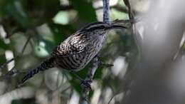 Image of Yucatan Wren