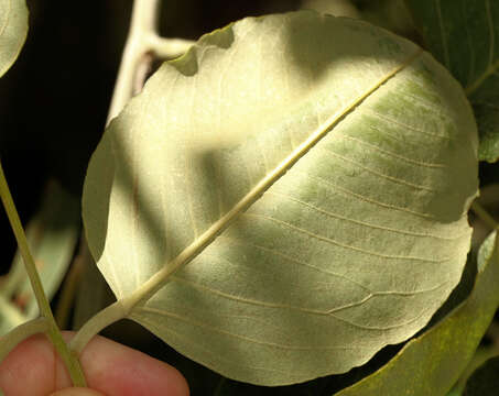 Imagem de Pterocarpus rotundifolius subsp. rotundifolius