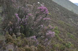 Image of Erica australis subsp. aragonensis