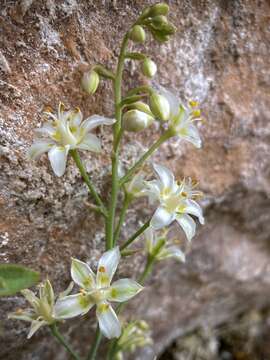 Image of Sheathed False Deathcamas