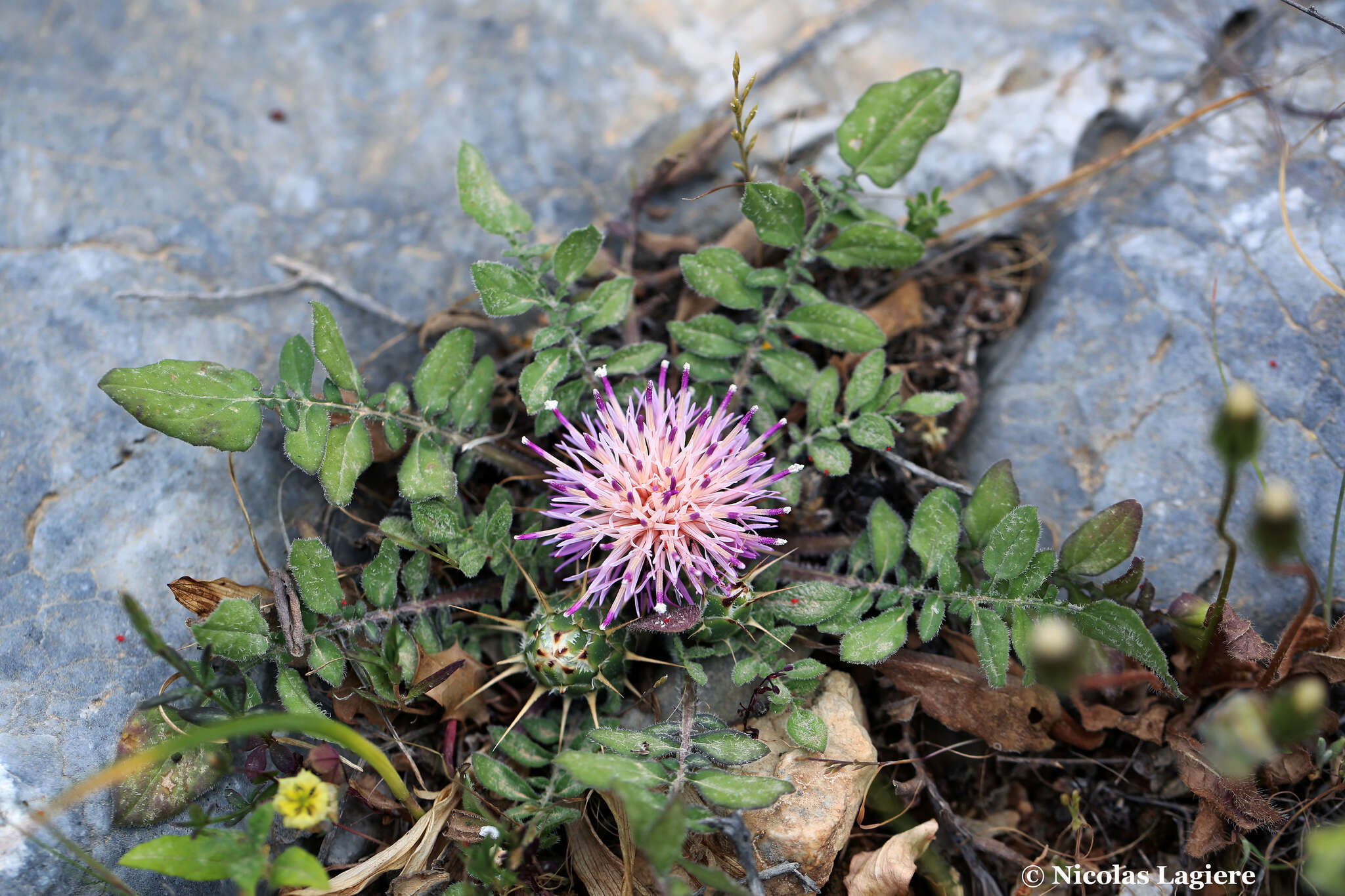 Image de Centaurea raphanina subsp. raphanina